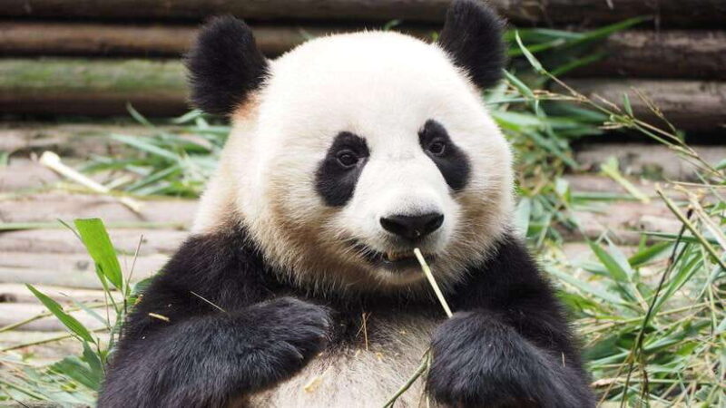 Chengdu: Research Base of Giant Panda Breeding e-Ticket - Final Thoughts