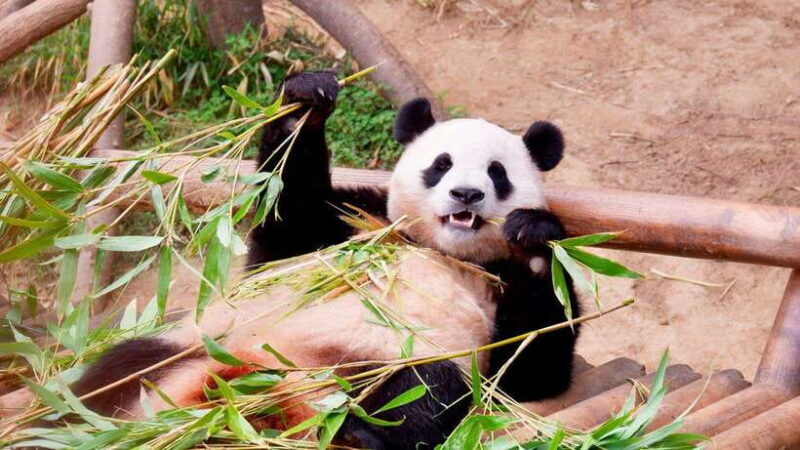 Chengdu: Research Base of Giant Panda Breeding e-Ticket - FAQ