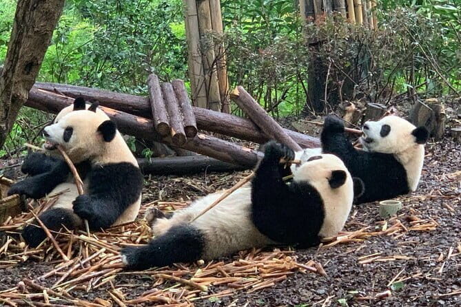 Chengdu Research Base of Giant Panda Breeding Ticket pre-booking - Meet the Pandas in Chengdu: An Honest Look at the Research Base Tour