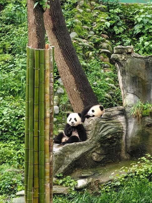 Chengdu: Tea-Picking in the Birthplace of Tea Culture - Key Points