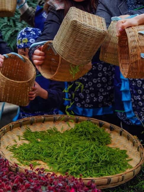 Chengdu: Tea-Picking in the Birthplace of Tea Culture - Value and Practical Considerations