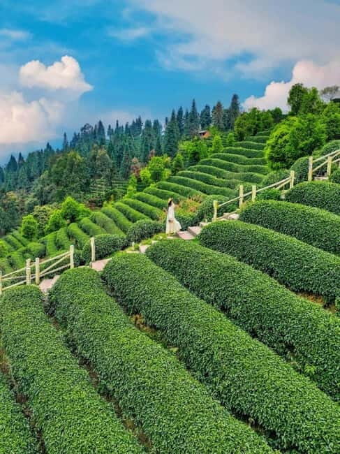 Chengdu: Tea-Picking in the Birthplace of Tea Culture - Who Will Love This Tour?