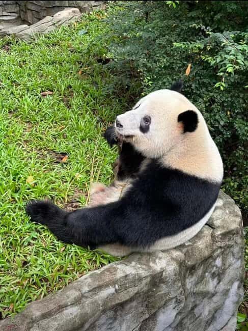 Chengdu: Three-Day Tour to Panda Base and Sanxingdui - The Itinerary in Detail: What You Can Expect