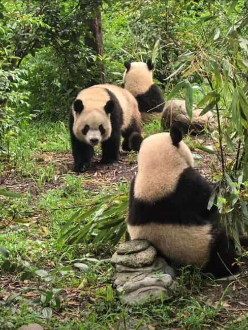 Chengdu: Three-Day Tour to Panda Base and Sanxingdui - Why This Tour Offers Great Value