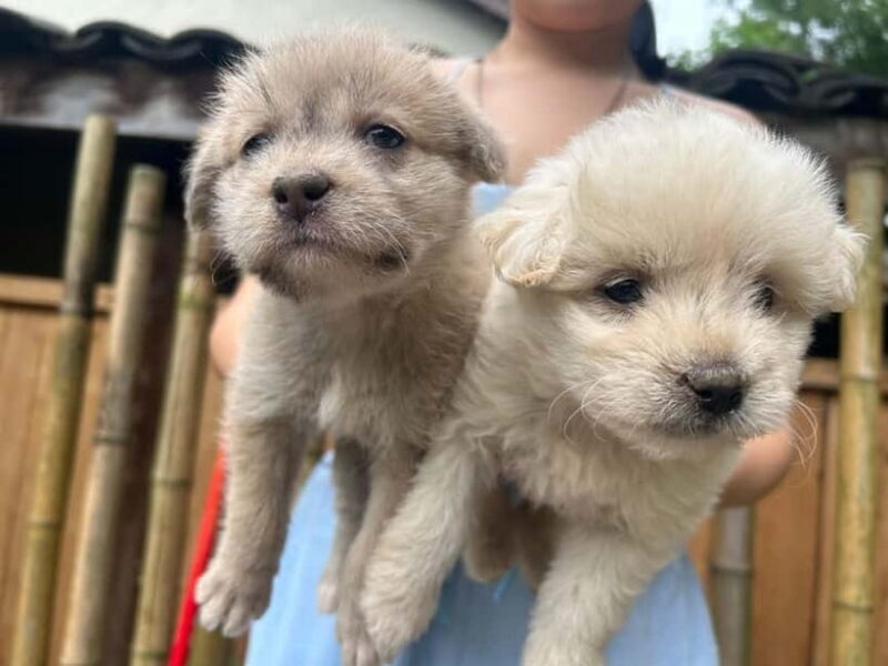 Chengdu: Visit the countryside of China - An In-Depth Look at the Experience