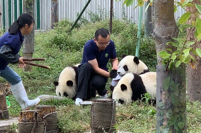 Chengdu: Volunteer Day Experience at Dujiangyan Panda base - Key Points