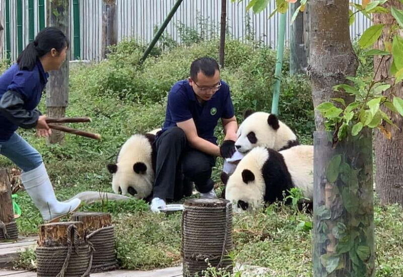 Chengdu: Volunteer Day Experience at Dujiangyan Panda base - Key Points