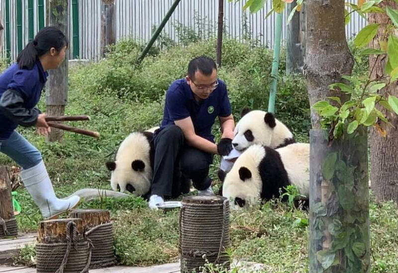 Chengdu: Volunteer Day Experience at Dujiangyan Panda base - Final Thoughts on Value and Experience