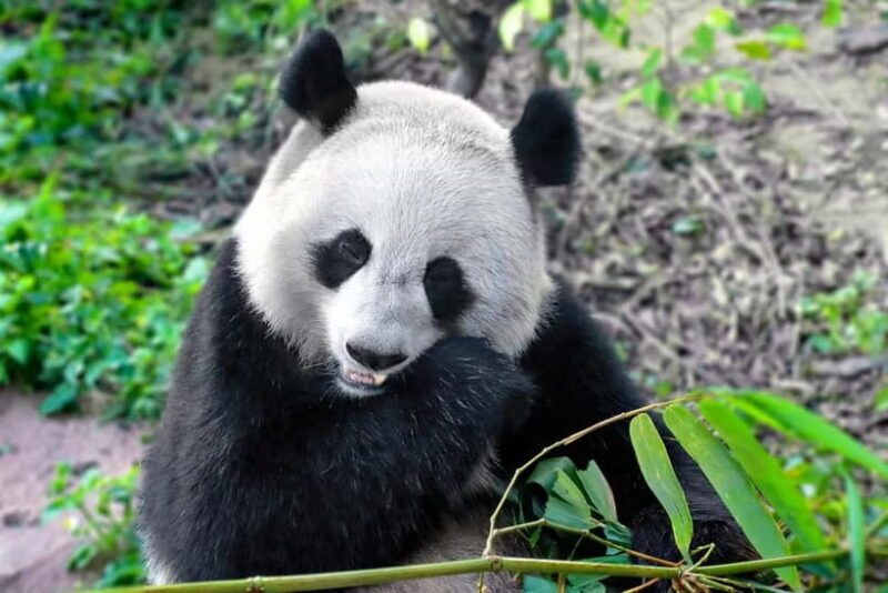Chengdu:Panda Keepervolunteer for a Day with Pickup - What Sets This Tour Apart?