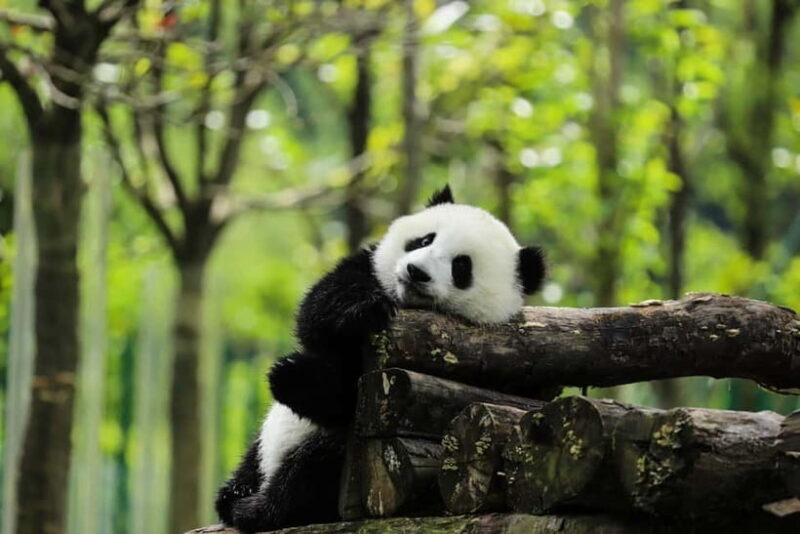 Chengdu:Panda Keepervolunteer for a Day with Pickup - The Sum Up