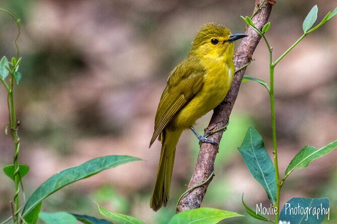Chennai, Guided Birding And Birding Photo Trip With Spot Scope, 2 to 3 Hours - A Close Look at the Guided Birding and Birding Photo Trip in Chennai