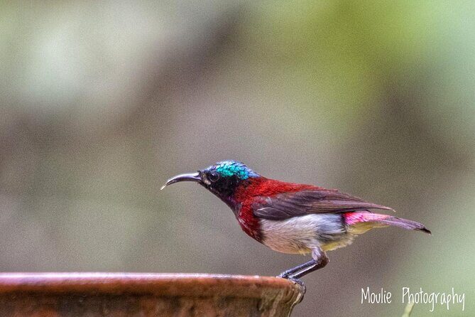 Chennai, Guided Birding And Birding Photo Trip With Spot Scope, 2 to 3 Hours - Final Thoughts: Is It Worth It?