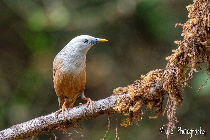 Chennai, Guided Birding And Birding Photo Trip With Spot Scope, 2 to 3 Hours - FAQs