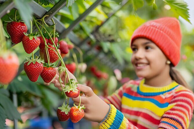 Cheongyang Alps Village Tour with Activity and Strawberry Picking - Key Points