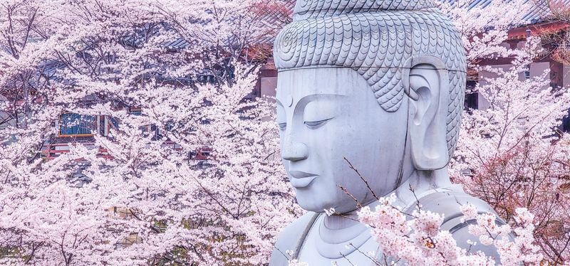 Cherry Blossom Buddha and Mt.Yoshino with Strawberry Picking Tour - A spring day out from Osaka