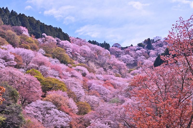 Cherry Blossom Buddha and Mt.Yoshino with Strawberry Picking Tour - Strawberry picking first