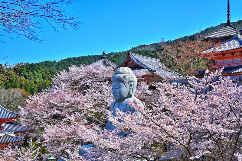 Cherry Blossom Buddha and Mt.Yoshino with Strawberry Picking Tour - Two hours on Mount Yoshino
