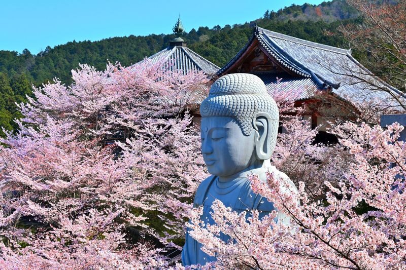 Cherry Blossom Buddha and Mt.Yoshino with Strawberry Picking Tour - Lunch: bento or bring your own