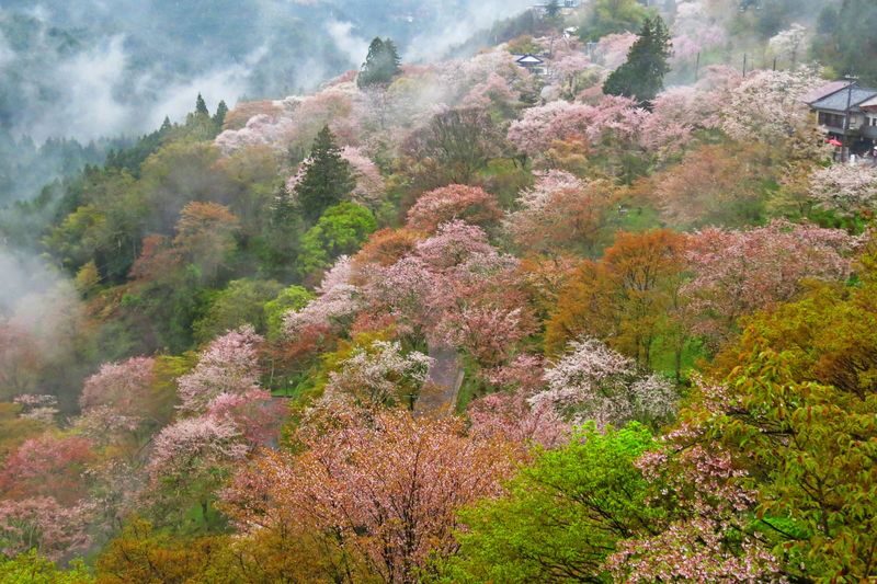 Cherry Blossom Buddha and Mt.Yoshino with Strawberry Picking Tour - Who should book this outing