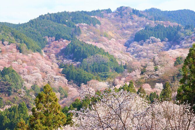 Cherry Blossom Buddha and Mt.Yoshino with Strawberry Picking Tour - Practical Tips for Making the Most of the Tour