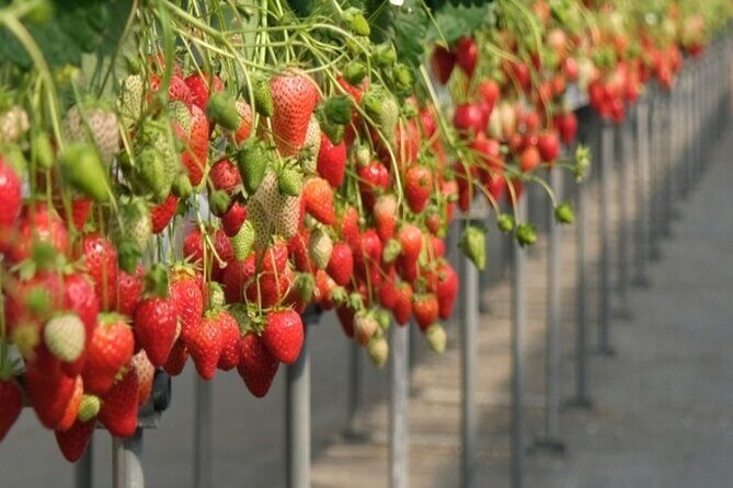 Cherry Blossom Buddha and Mt.Yoshino with Strawberry Picking Tour - Who Will Love This Tour?