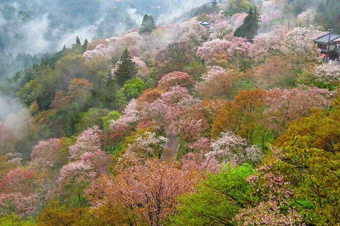 Cherry Blossom Buddha and Mt.Yoshino with Strawberry Picking Tour - FAQs