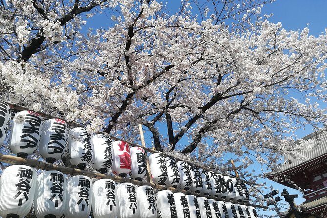Cherry Blossom highlights, Asakusa, Ueno & Meiji shrine - Key Points