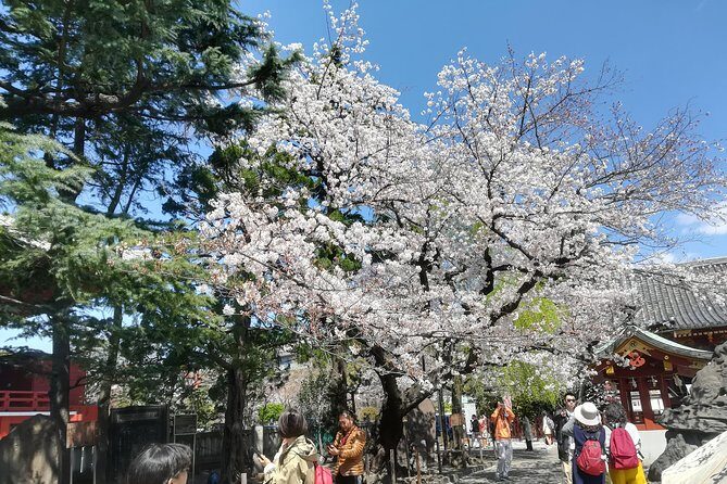 Cherry Blossom highlights, Asakusa, Ueno & Meiji shrine - Exploring Tokyo’s Cherry Blossom and Cultural Gems