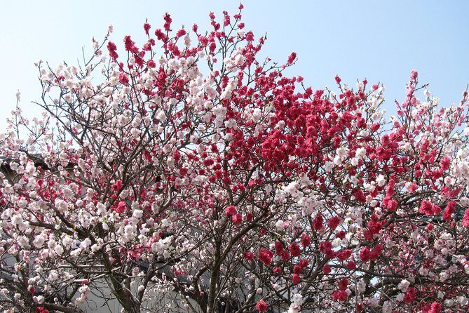 Cherry blossom highlights, Asakusa, Ueno, Yanaka - Key Points