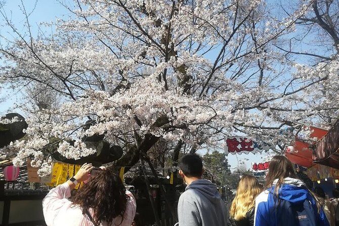Cherry blossom highlights, Asakusa, Ueno, Yanaka - Who Should Consider This Tour?
