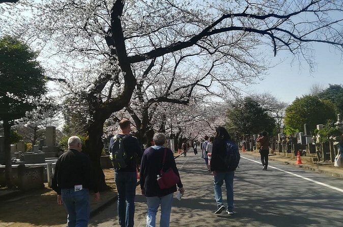 Cherry blossom highlights, Asakusa, Ueno, Yanaka - FAQ