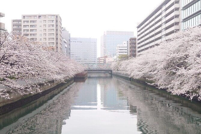 Cherry Blossom Sightseeing River Boat Experience - The Sum Up