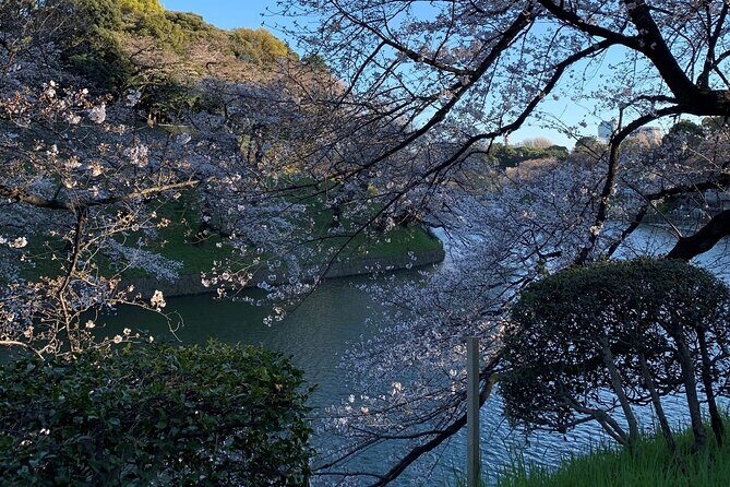 Cherry blossom tour in Tokyo - Key Points