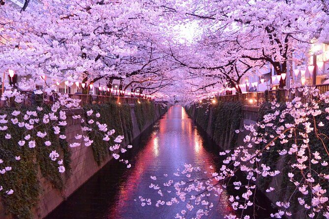 Cherry Blossom Viewing Tour at Meguro River with Authentic meal - Cherry Blossom Viewing Tour at Meguro River with Authentic Meal: An In-Depth Look