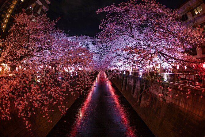 Cherry Blossom Viewing Tour at Meguro River with Authentic meal - Who Should Consider This Tour?