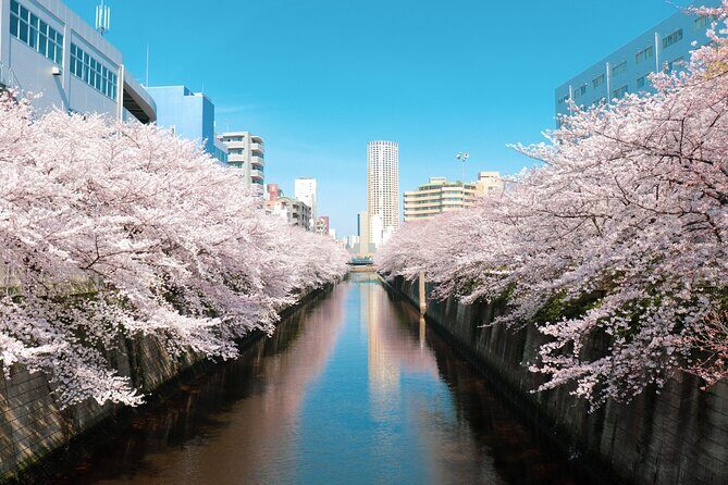 Cherry Blossom Viewing Tour at Meguro River with Authentic meal - Final Thoughts