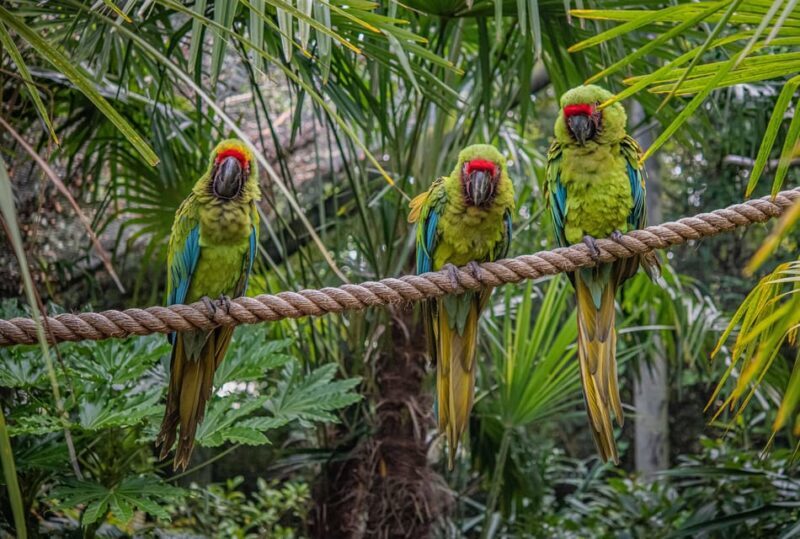 Chester: Chester Zoo Entry Ticket - Key Points