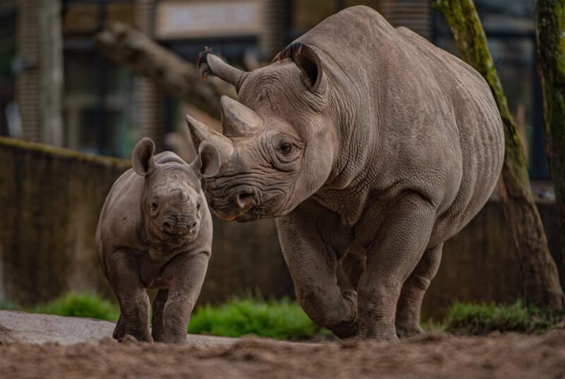 Chester: Chester Zoo Entry Ticket - Exploring Chester Zoo: An In-Depth Review
