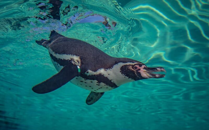 Chester: Chester Zoo Entry Ticket - FAQs