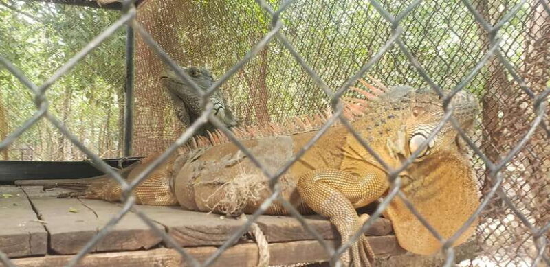 Chi so mountain _ Ta moa zoo_ Bati temple Tour - Final Thoughts