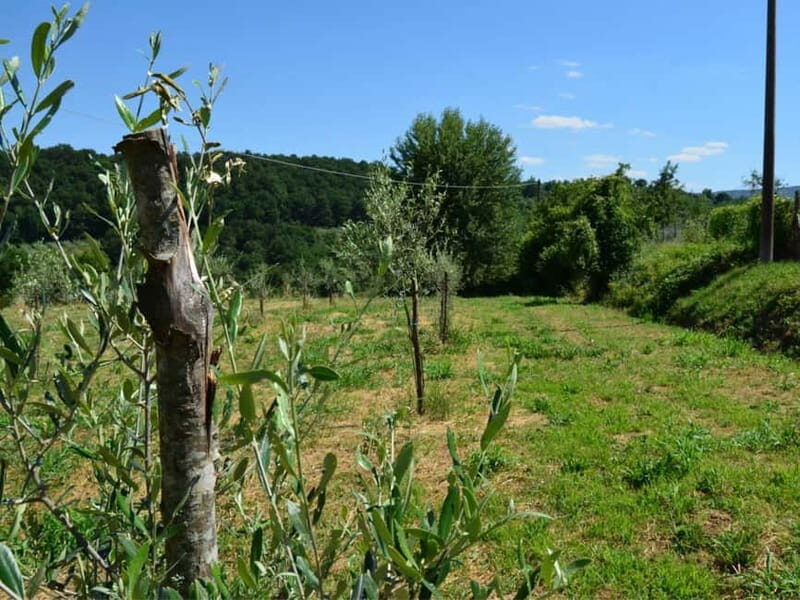 Chianciano: Olive Mill Tour with Oil and Food Tasting - Practical Details: What You Need to Know