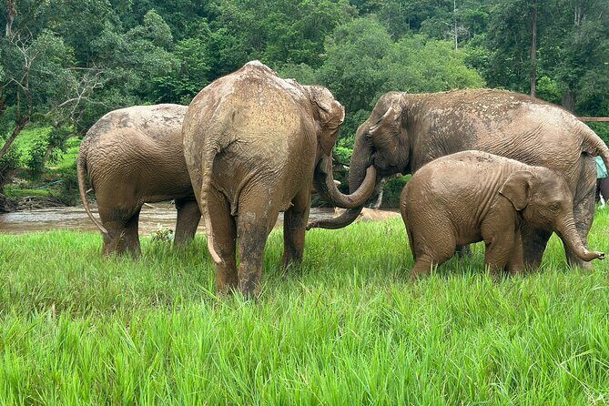 Chiang Mai 3 in 1 Zipline, Elephants and Sticky Waterfall - The Experience in Practice: What Travelers Say