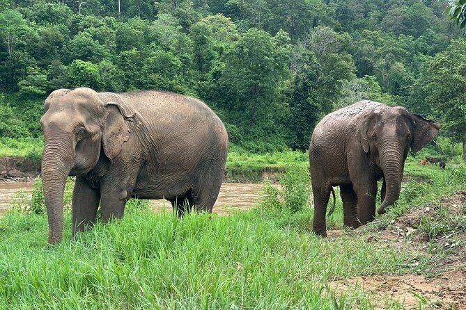 Chiang Mai 3 in 1 Zipline, Elephants and Sticky Waterfall - Considerations and Who Will Love This Tour