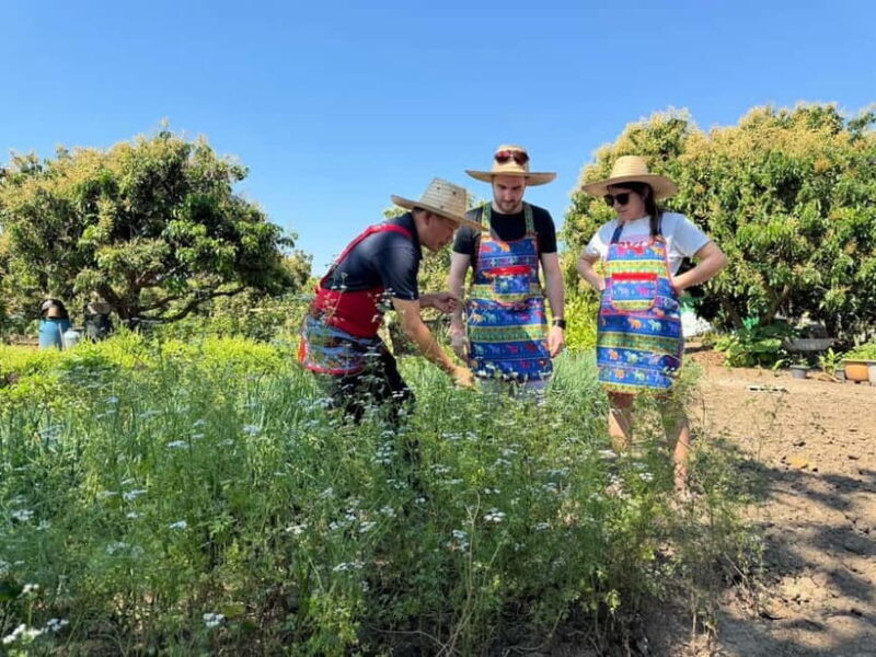 Chiang Mai : Cook in Farm, Market tour & Go by a Local Train - Experience Authentic Thai Cooking in Chiang Mai: Farm, Market, and Scenic Train Ride