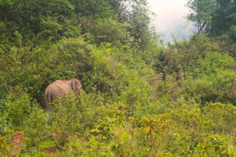 Chiang Mai: Day for Elephant Observation Only Half-day Trip - A Detailed Look at the Experience