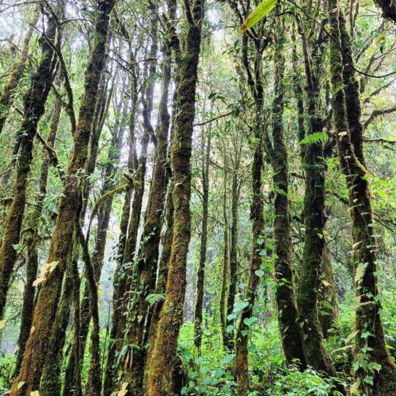 Chiang Mai: Doi Inthanon National Park & Waterfall Day Tour - Frequently Asked Questions