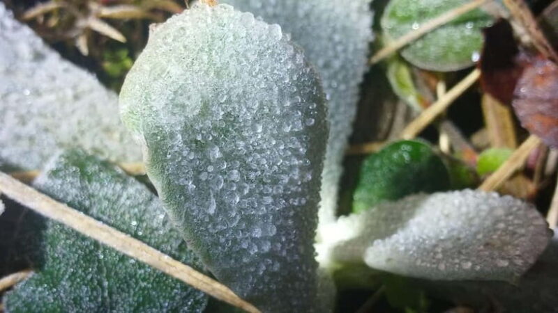 Chiang Mai: Doi Inthanon Park and Kew Mae Pan 2-Hour Hike - FAQ