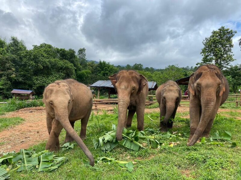 Chiang Mai: Elephant Dream Project Sanctuary - Half-Day - What Makes This Tour Stand Out?