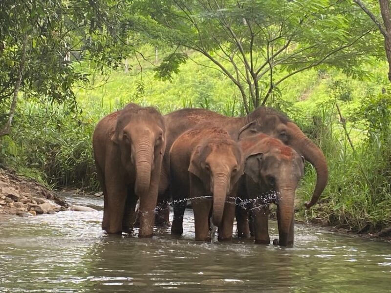 Chiang Mai: Elephant Dream Project Sanctuary - Half-Day - Authentic Encounters and Genuine Care