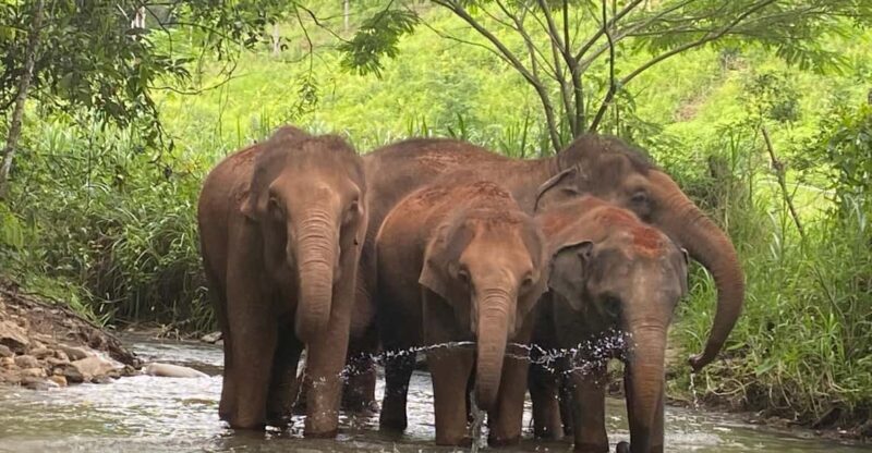 Chiang Mai: Elephant Dream Project Sanctuary - Half-Day - The Sum Up